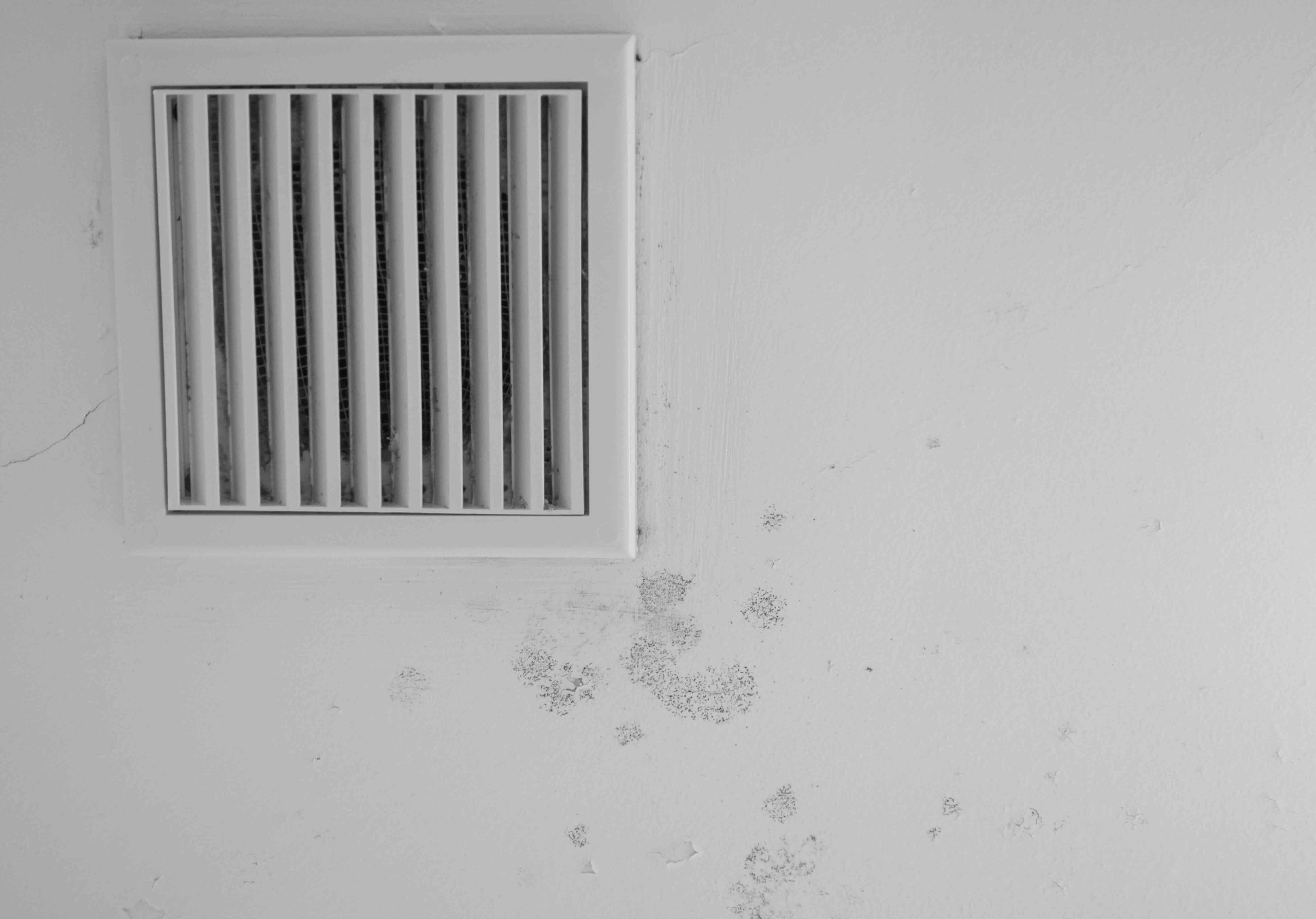Air Duct Mold Removal: What Homeowners Need to Know