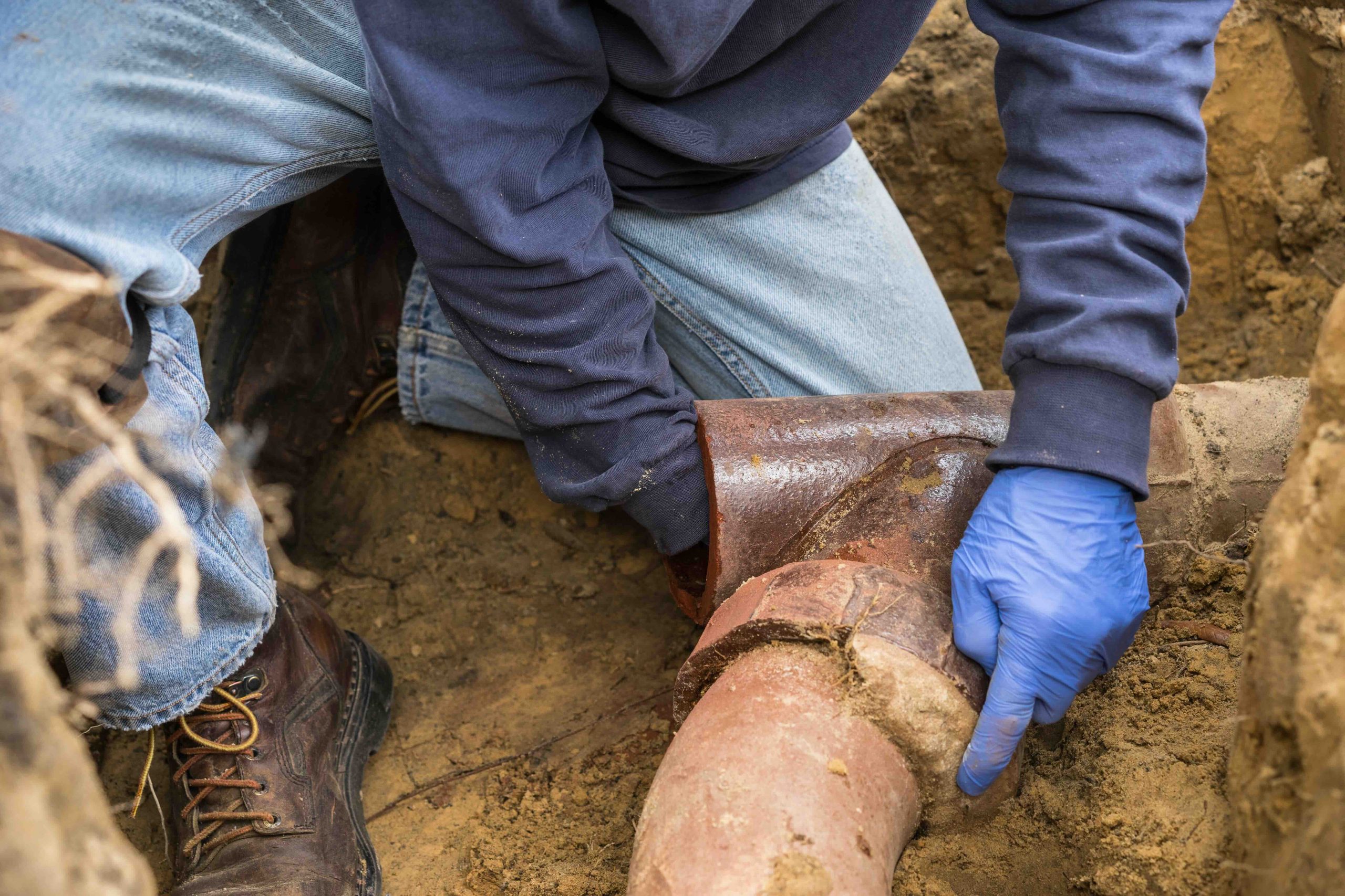 Tree Roots in Sewer Lines: Signs, Costs & Prevention